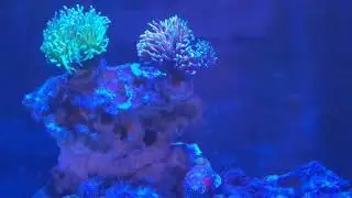 hydroids kill some corals 🪸 😔