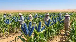 Scientists BEGGED Us to Stop. We Grew BLUE CORN in 120°F Desert Anyway (The Result is UNREAL)