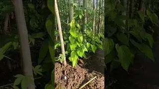 betel leaf farming