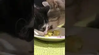 Cute cats eat stewed potatoes Mukbang asmr 222