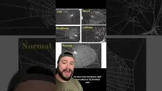 How Different 💊s Affect A Spider&rsquo;s Web #interesting