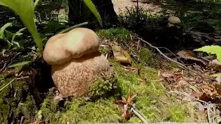 Small Boletus Mushrooms May , Grande Funghi Porcini Maggio, Hribi, Pilze MYCOLOGY FOREST