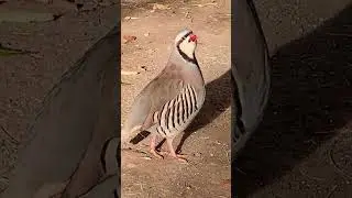 FARMI CHAKOR AWAZ- FARMI ZARK AWAZ- FARMI CHAKOR VOICE #inzamamtareen #apple #ziarat #شیکاری