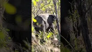 Elephant in Kruger National Park, South Africa.