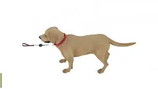 Ensure Your Dog Is Always Safe With Advanced GPS Tracking Leash