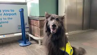 Meet Nya: the first railway therapy dog
