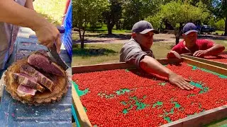 Los Tacos llevan Oro Rojo de Sinaloa | RUTA LA NUEVE
