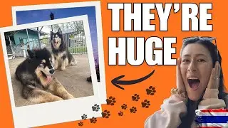 We FELL IN LOVE with Big Dogs at This Bangkok Caf&eacute;! 🇹🇭 