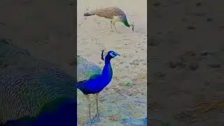 Peacock #sindhi #folk #music #culture #sindhimusic #sindh #travel #sindhisong #sindhculture #birds