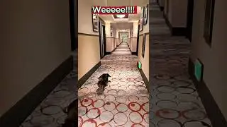 He had high expectations, and then...#shorts #dog #dachshund #cuteanimals  #dogadventures