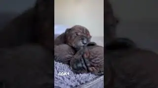 Cok9 Chuandong Hound the little Chocopops 🫶 it grows too fast