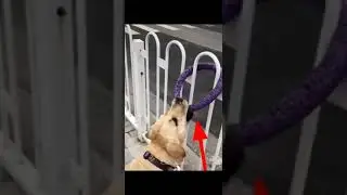 Cute dog funny video 😁 #funny #short #shortsvideo #trending #dogfunnyvideo