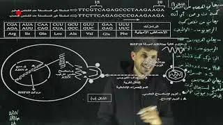 ثالثة ثانوي| تمرين تركيب البروتين 😏