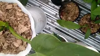 josebuono