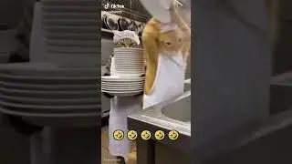 Cat was tired of washing dishes 🤣🤣🤣