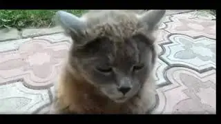 Best Funny Cats and Dogs Ever 🐶🐱 - Try Not To Laugh