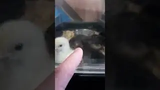 Baby chicks enjoying food @FullTimeFM