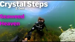 [SiteReview] Crystal Steps - Amazing seaweed reef #DIVE at Williamstown