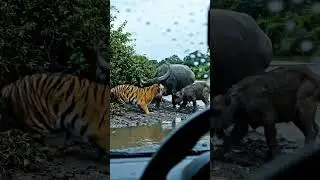 Buffalo Refuses To Become The Tiger&rsquo;s Prey #camera #wildlife #animals #tiger #buffalo
