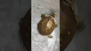 🐢Turtle Dance #turtle #turtledance #123start #funny #funnydance #shorts #viral #funnyshorts