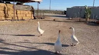 Meet amazing Birds 🦅 or ducks 