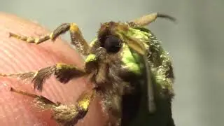 Super cute green buddies (Parasa lepida)