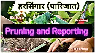 हरसिंगार 🌿पारिजात को प्रूनिंग और रिपोर्टिंग कैसे करें / 🌱 Night Jasmine Pruning ✂️🌿 & Reporting 