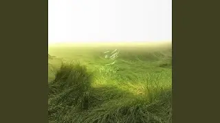 wall wet