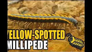 A Yellow Spotted Millipede in Nature 🐛  Amazing Millipede Close Up