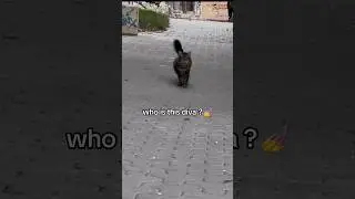 the walk!💅🏻💅🏻💅🏻💅🏻💅🏻🔥 subscribe #supermodel #diva #cat