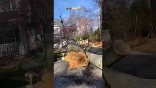 Tree Service in New Jersey &ndash; Moving a Large Cut Tree
