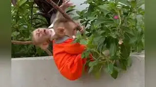 my God Donut high temper so angry cuz hungry#dance #animals #cat #duet #cute #funnypets 