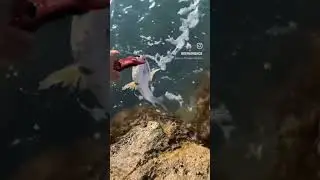 pesca anjova spinning #fishing#fish #foryou #viral #viralvideo #parati #lurefishing #bluefish
