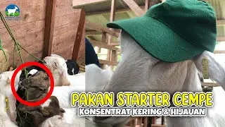 #115 - MS. GOFARM | PAKAN STARTER CEMPE | KONSENTRAT - HIJAUAN