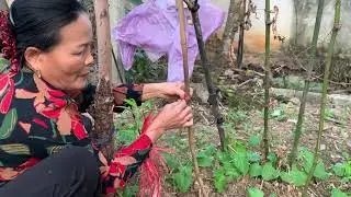 Garden Trellis - How to Make the Best Supports for Climbing Vegetables 2