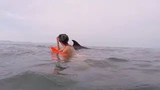 Swim with Wild Dolphins & Release Baby Sea Turtles in Puerto Vallarta with the Wildlife Connection