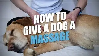 Dog Massage for Anxiety, Arthritis or Hip Dysplasia (Instructions)
