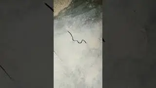 teliya saap ka sach#snake #viral #shorts #sneaker