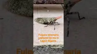 Fulgora Laternaria. fulgorid insect Fulgora laternaria, is a planthopper known by a large variety..