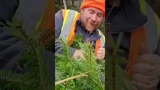 Harvesting balsam tips to be made into christmas wreaths in the Maine woods. #Harvest #outdoors
