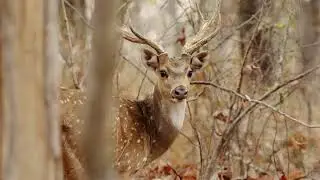 Wildlife in Pench Tiger Reserve Maharashtra | Global Tiger Day 2023
