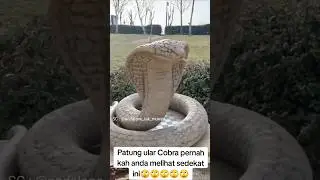 Perhatikan !! Patung Ular Cobra #patung #ular #ularcobra #snake #shorts