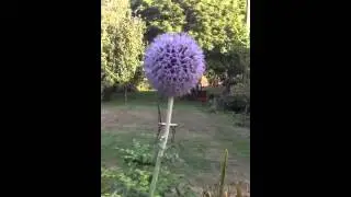The globe thistle - perfect for pollinators