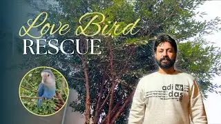Success! 🥳 Tree Say Lovebird ko Rescue kar  Liya! Ye Tree Pay Kya Kar Raha Tha? || #rescue #minizoo