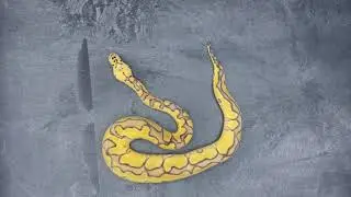 Super Pastel Enchi Clown 66% het Desert Ghost Ball Python