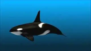 killer whale animation