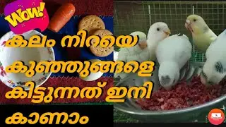 Birds egg food |Egg Food for All Birds | simple egg food | soft food | #budgies #finches #eggfood