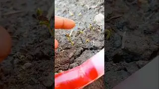Let's grow palak 🌱/#shorts #ytshorts #garden #gardening #palak