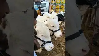 Bhains Colony Mandi! Itni Zyada Cows Ek Sath 😱 #trending #shorts #viral