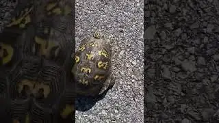 what to do if you see a turtle crossing the road